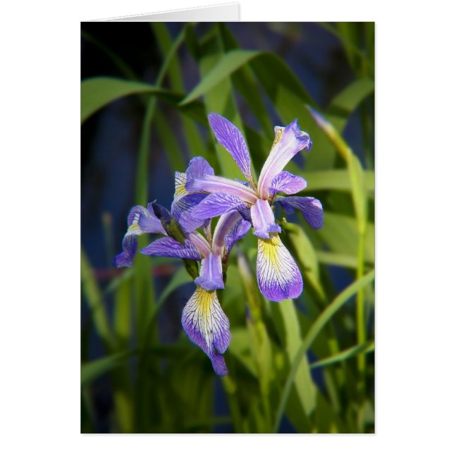 Carte Iris Violet (Devant)