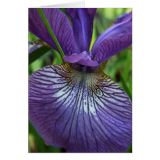 Carte Iris Violet