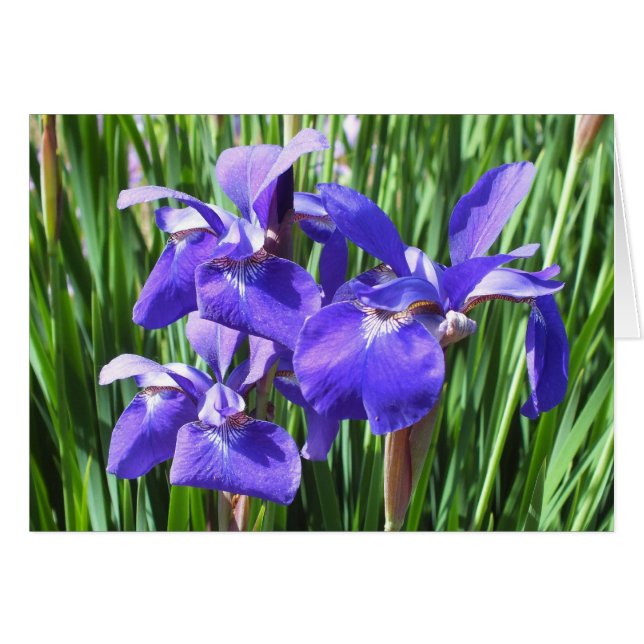Carte Iris Violet *Personnaliser* (Devant horizontal)