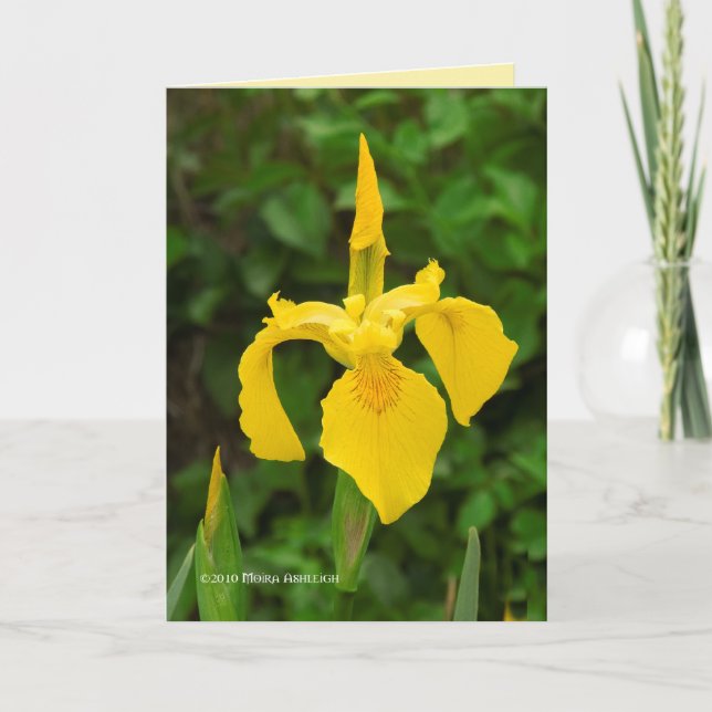 Carte Irises Jaunes (Devant)