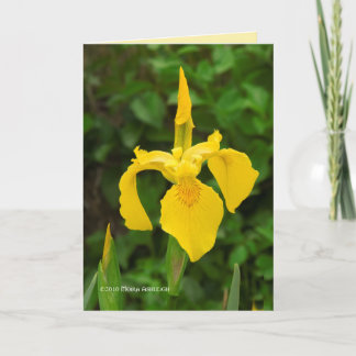 Carte Irises Jaunes