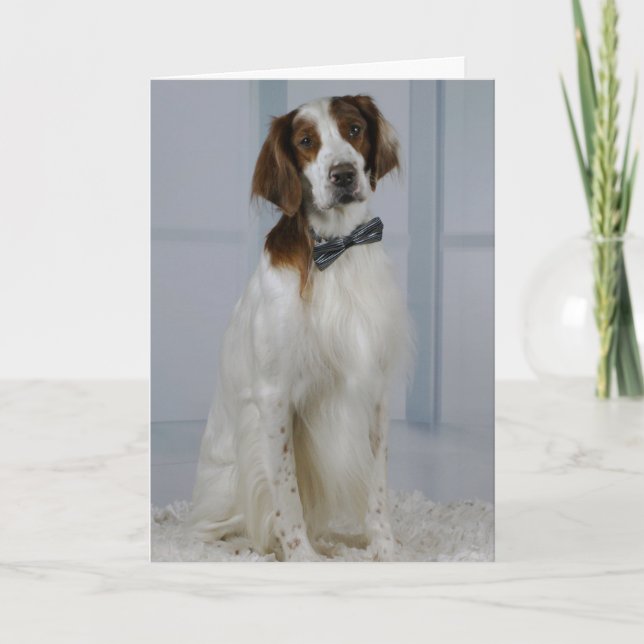 Carte Irish Red and White Setter "Hero" Card (Devant)