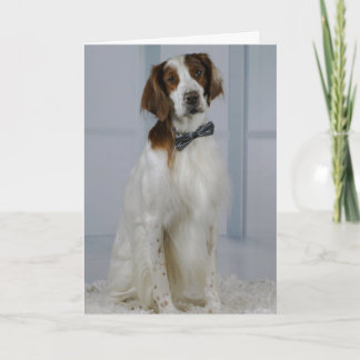 Carte Irish Red and White Setter "Hero" Card