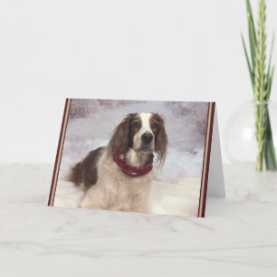 Carte Irish Red and White Setter in the snow and scarf.
