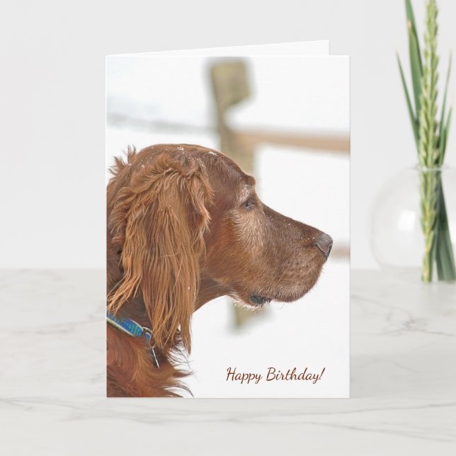 Carte Irish Setter dans la neige pour l'anniversaire (Devant)