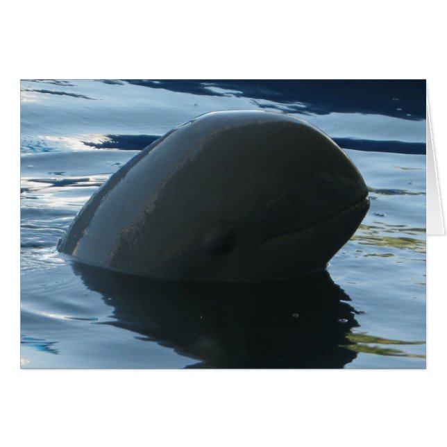 Carte Irrawaddy Dolphin Peek-A-Boo (Devant horizontal)