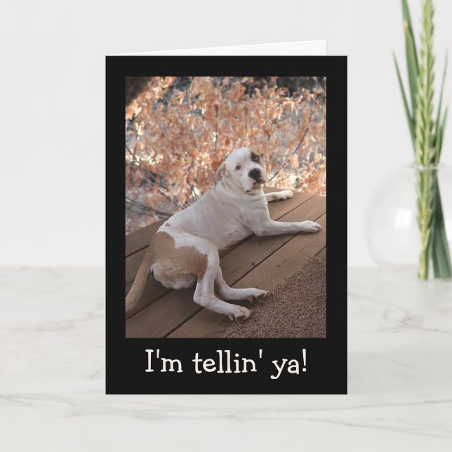 Carte Irrésistible Porch Dog Get Well Card (Devant)