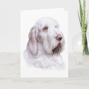 Carte Italien Spinone Italiano