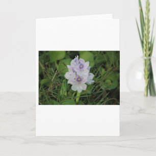 Carte Jacinthe d'eau en fleurs - Fleur aquatique tropica