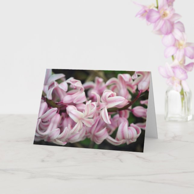 Carte Jacinthe rose parfumée odorante (Orchidée)
