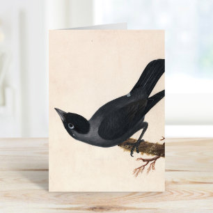 Carte Jackdaw   William Lewin