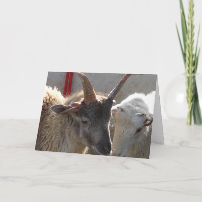 Carte Jacob Crossbred Sheep (Devant)