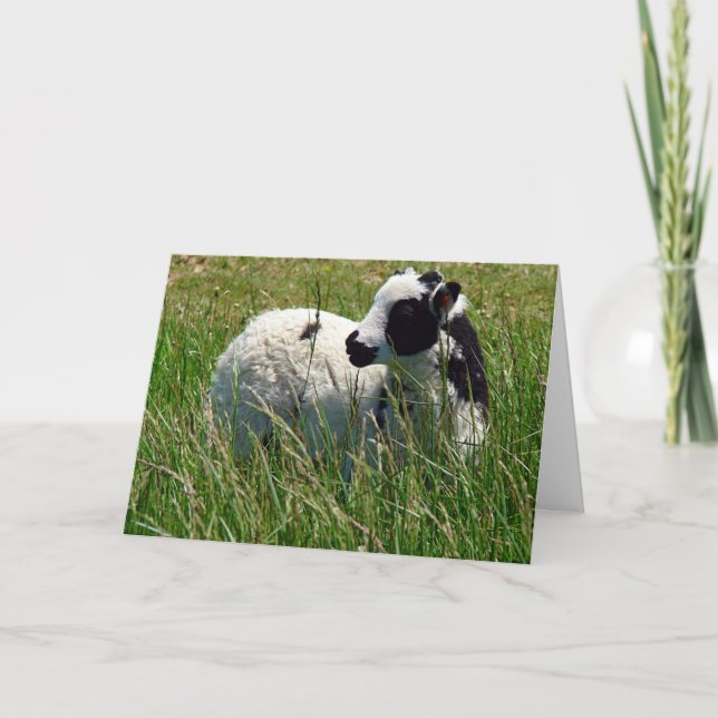 Carte Jacob Ram Lamb (Devant)