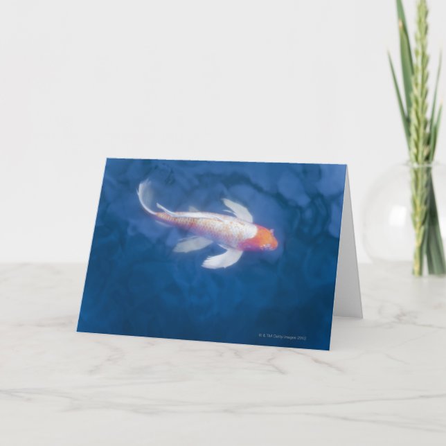 Carte Japanese koi fish in pond, high angle view (Devant)