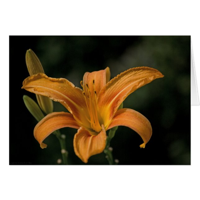 Carte Jardin (Devant Horizontal)