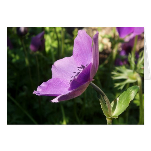 Carte Jardin Anemone (Devant horizontal)
