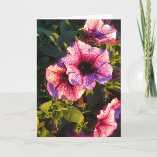 Carte Jardin aux fleurs de pétunia rose (Devant)