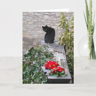 Carte Jardin Chat Anniversaire
