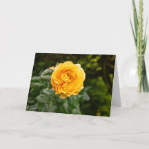 Jardin de roses rose poudrée