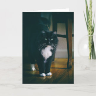 Carte Jasper le chat tuxedo