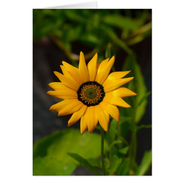 Carte Jaune Daisy Africaine (Devant)