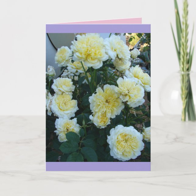 Carte Jaune David Austin Rose Rose fleurs de jardin Cart (Devant)