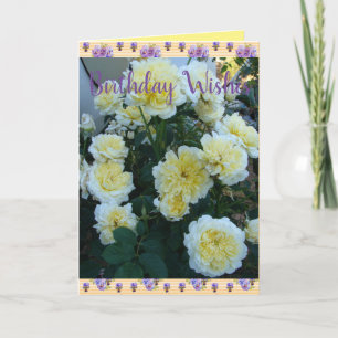 Carte Jaune David Austin Rose Rose Jardin Anniversaire