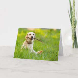 Carte Jaune Labrador Joue Récupérer Avec Bâton