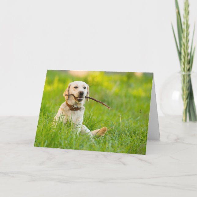 Carte Jaune Labrador Joue Récupérer Avec Bâton (Devant)