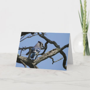 Carte Jay bleu clair