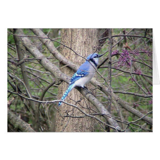 Carte Jay bleu printemps
