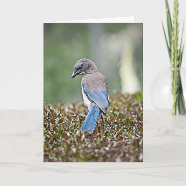 Carte Jay Sping Time (Devant)