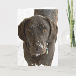 Carte Je suis désolé Photo de Lab au Chocolat saupoudré