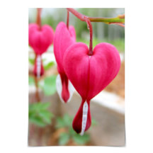 Je T'Aime Bleeding Heart Flower Card