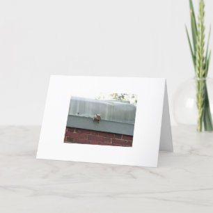 Carte je vous observe