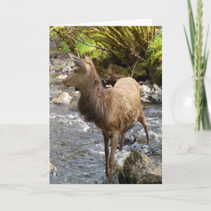 Carte Jeune Cerf Rouge Debout dans une Scène Sereine de