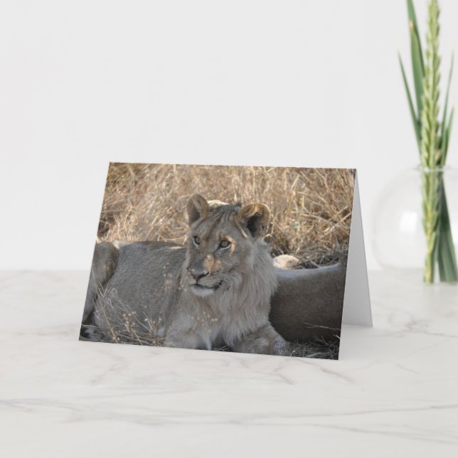 Carte Jeune lion, Tanzanie (Devant)