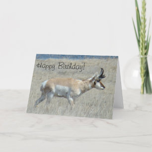 Carte Jeune mâle d'antilope pronghorn A25