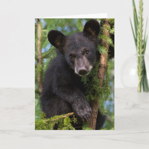 Carte Jeune ours noir jouant dans les arbres