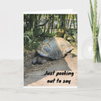 **JOLI ANNIVERSAIRE** DE SILLY TURTLE