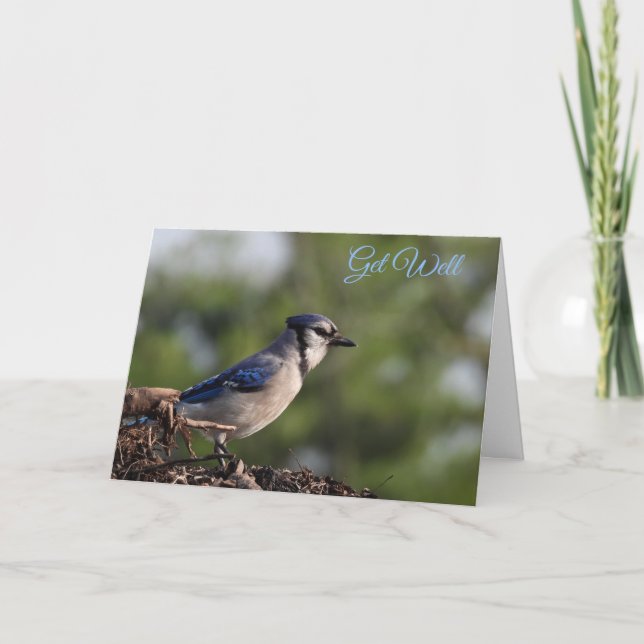 Carte Joli Bleu Jay Bird Se Bien (Devant)