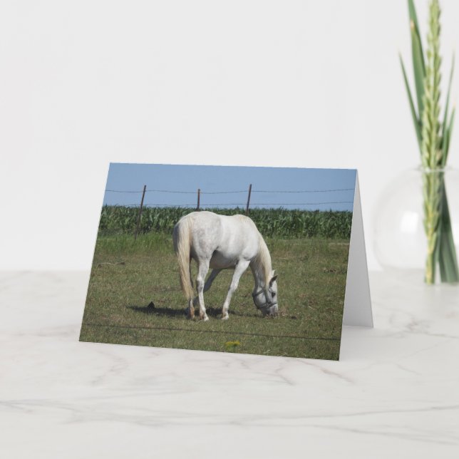 Carte Joli cheval blanc debout dans un champ vide (Devant)