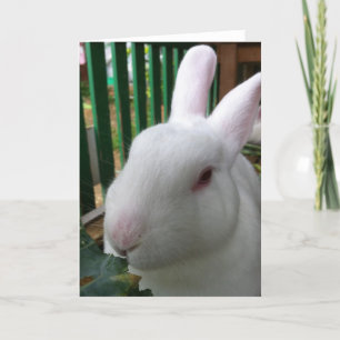 Carte Joli lapin