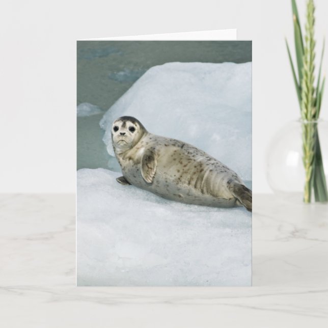 Carte Joli phoque du port sur neige (Devant)