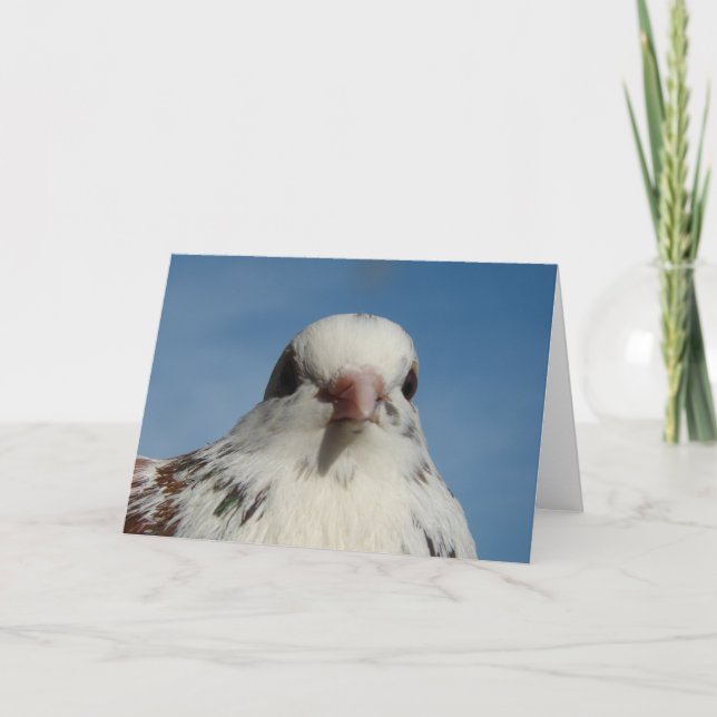 Carte Joli Pigeon (Devant)