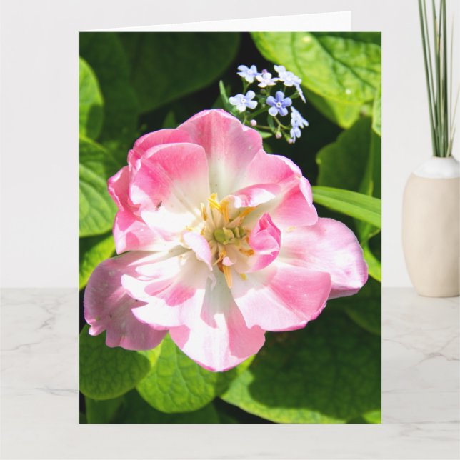 Carte Joli tulipe rose (Devant)