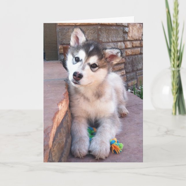 Carte Jolie Alaskan Malamute Puppy Head Tilt Photo (Devant)