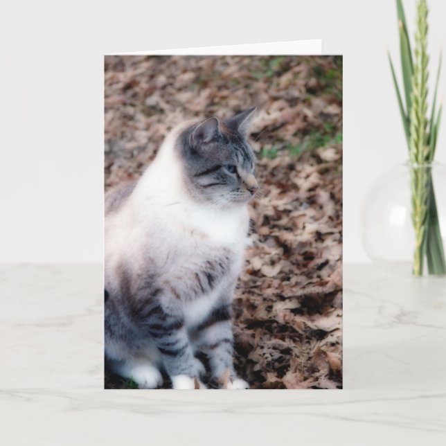 Carte Jolie Kitty All Occasion Card (Devant)