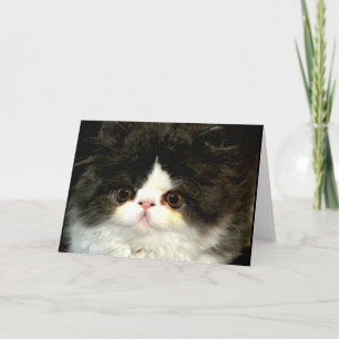 Carte jolie photo noir blanc chaton chat ragdoll