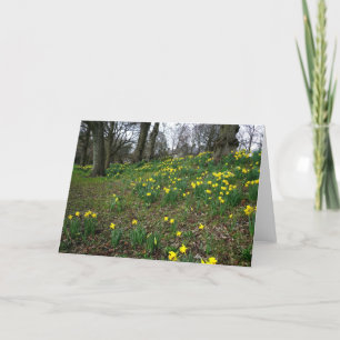 Carte Jonquilles. Jardins de Sophia, Cardiff, Pays de